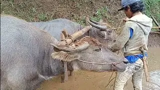 Kerbau Membajak Sawah Tradisional | Buffalo Plowing The Fields
