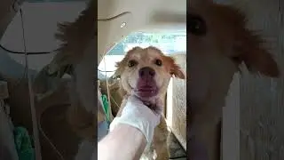 Тбилиси🇬🇪ГрузияПриютТамазаЭлизбарашвили🐕💌🍀🙏