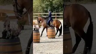 WE European Championship 🇨🇿Team Sweden 🇸🇪 2024 #equitation #equestrian #lusitano