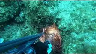 Spearfishing with XTAR D26 2500 Dive Light Short Version