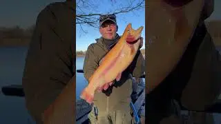 Gold Forelle auf Gummi UL ANGELN ERFOLGREICH #fishing #angeln