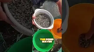 Eco-Friendly Fish Farming with Algae Feed #fishing