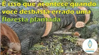 &Eacute; isso que acontece quando voc&ecirc; desbasta errado uma floresta plantada
