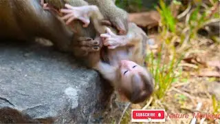 Libbi monkey pushes her baby out because she drinks too much milk