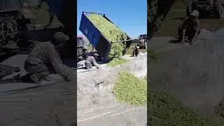 The process of pouring corn silage into the storage pit