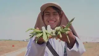 Agrokasa - Cosecha de esp&aacute;rrago en fundo La Catalina, Ica.