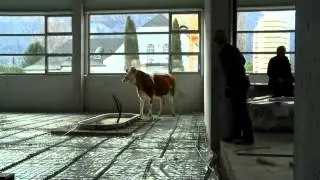 Eine Kuh auf der Flucht!