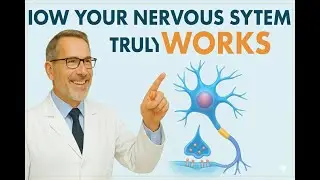 How Your Nervous System Really Works | Motor, Autonomic & Neurons Explained