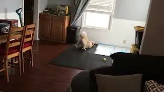 Distemper puppy plays fetch! Meet Diamond 💎 
