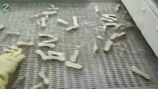 Todarodes squid ring