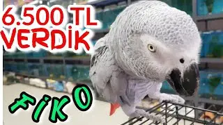 PET SHOPTAN JAKO PAPAĞANIN KRALINI ALDIK, papağan