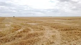 🟢Уборка🌾озимої пшениці🌾стартувала, врожай низький🛑