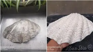 Sea Shell Carving