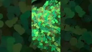 Glowing ducks #satisfying #trending #viral #small