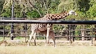 Baby Giraffe | Funny Animal Video | Reactions to Giraffe
