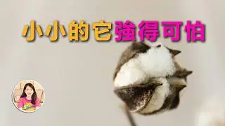 【棉花】曾比黃金還貴，還能造炸藥，一團棉花如何撼動世界歷史？「獨白女王Ms CC」