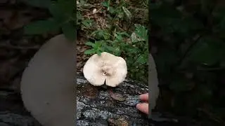 Florida Man Encounters Rosegill Mushroom - Fungus