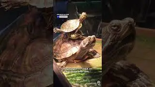 How did they even manage that?! 🐢🤣