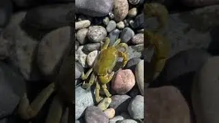Flipped a couple rocks and found this #crab