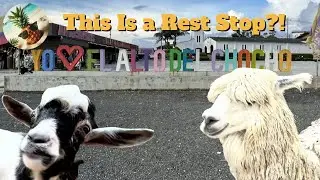 You Won’t Believe What We Found at This Rest Stop Near Medellín