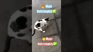 Kucing Betina  Corak Sapi #kucinglucu #catoftheday #funnycat #kucingbelangputih