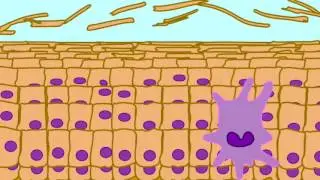 LANGERHANS CELLS IN EPIDERMIS