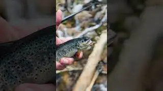 p&ecirc;che de la truite fario #pechedelatruite #truitefario #fishing #troutfishing #trout