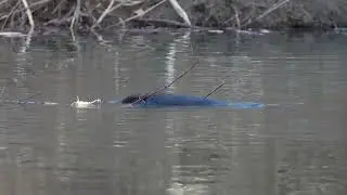 North American Beaver swims and nibbles at its Winter food supply as the Beavers keep the water open