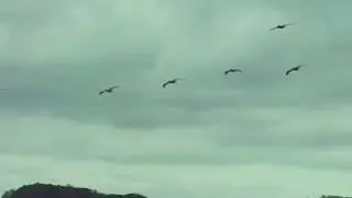 Where Do Geese Go in Winter?