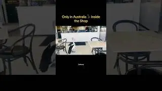 A Funny Australian Pelican Walked Into the Shop Like He Was Waiting for His Order 🍤🍔𓅥 😂#shorts