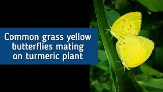 Two common grass yellow butterflies mating on turmeric plant || हल्दी के पौधे पर तितलियाँ || #shorts