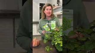 Plant THESE GREENS in your winter garden!