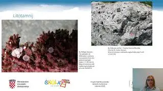 Pripreme za DM - Biologija -  Protisti ili protoktisti