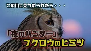 「夜のハンター」フクロウの秘密🦉見つめられたら最後&hellip;？The Secret of the Owl: Silent Hunter of the Night🦉