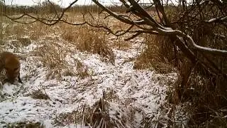 EXTRA survival & bushcraft - Vos /Fox