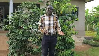 Let's talk about Uganda's Arabica coffee