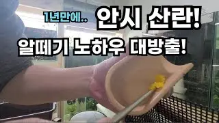 안시 1년만에 산란! 안시 알 잘 떼는 노하우 대방출!