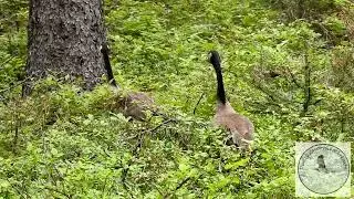 Goose family foraging in the forest....