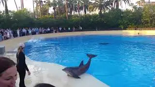 Secret Garden & Dolphin Habitat The Mirage Las Vegas
