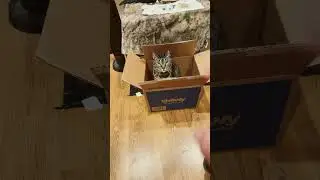 Упаковка смешнее, чем содержимое. #кошки #котята #котята