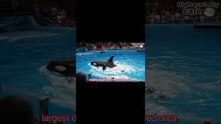 Is the Orca Trainer Video Real?