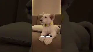 Neglected white lion cub finds solace and strength in couple's care💕