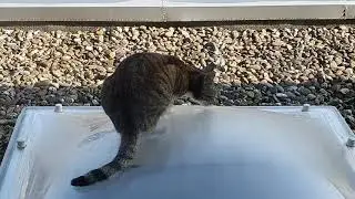 This Video Of My Cat Will Probably Be The Most Exciting Thing You Will Witness Coming 12 Seconds
