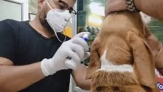 How To Use Frontline Spray In Dogs Easy method, apply fipronil spray in dogs easy way