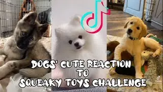 Dogs cute reaction to squeaky toy challenge [TikTok Compilation]
