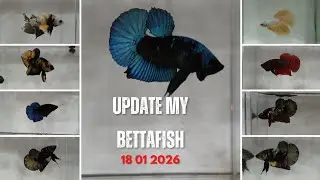 Update My Betta Fish 18 01 2026 #collection #hobby #tropicalfish #freshwaterfish #ikancupang #video 