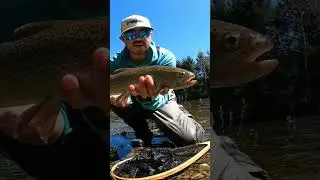 Trout fishing. Fly fishing in rivers of southern Chile #fishing #trout #fishing