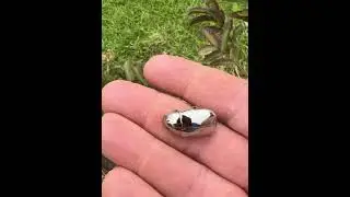A beetle that looks as if it is made of vines, but ...