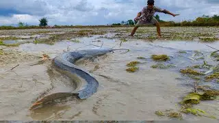 wow best hand fishing, pick duck eggs in the rice field and catch fish by hand a lot of