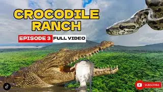 Giant Crocodiles & Rock Pythons in Arba Minch 🐊🐍 | የአርባ ምንጭ አዞ ራንች ሙሉ ቅኝት | Episode 3 Full Video